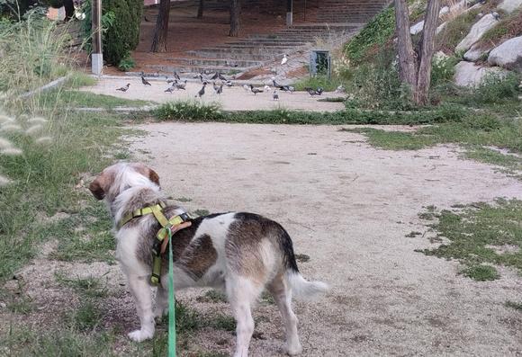 Foto de un perrito de un parque que mira a la lejanía donde se ven un grupo bastante grande de aves un poco más lejos.
