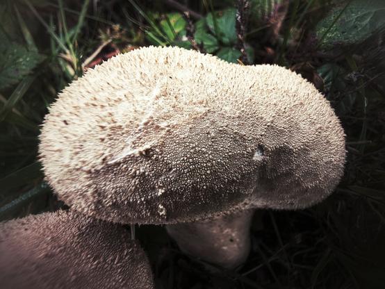 A close-up, top-down shot of a large, pale puffball mushroom on a dark, leafy forest floor. The mushroom is covered in small, spiky protrusions, and its stalk is barely visible underneath. The surrounding vegetation is dark and out of focus.
