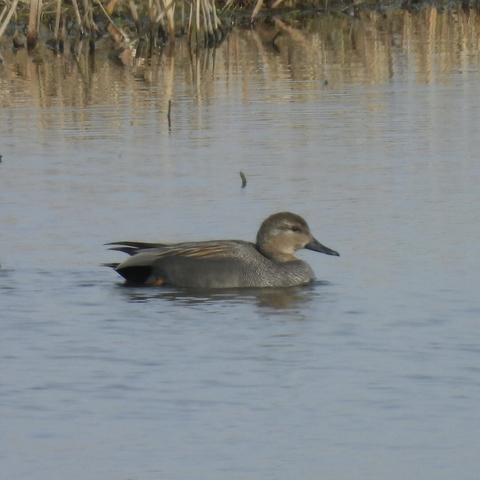 A gadwall, elegant as usual in neat grey, swimming on still water at WWT Welney back in March