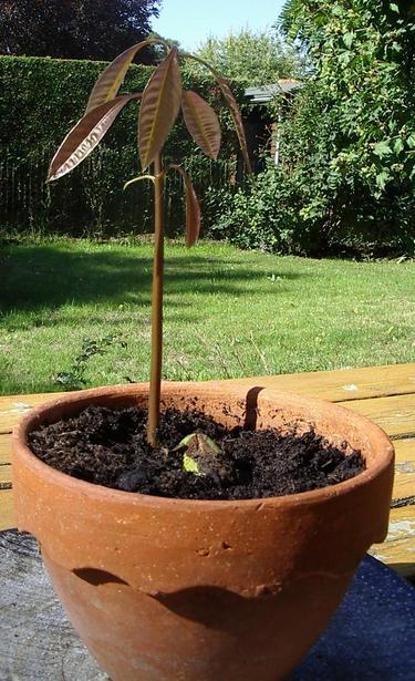 Sur fond de jardin, posé sur une table, un petit manguier au tronc bien droit et aux jeunes feuilles bronzes pousse dans un pot de terre. Le noyau vert dont il est issu est en parti visible.