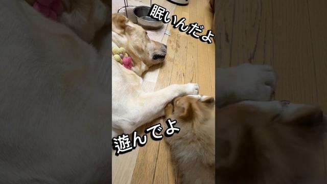 キレるラブ鬼しつこいポメ