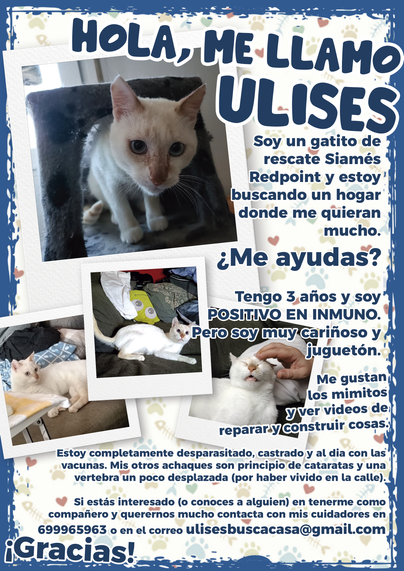 Imagen con varias fotos de Ulises, el gatito de acogida que tenemos en casa y a quien esperamos encontrarle un buen hogar.

En la imagen se lee: "Hola, me llamo Ulises. Soy un gatito de 
rescate Siamés Redpoint y estoy buscando un hogar donde me quieran mucho. 
¿Me ayudas?

Tengo 3 años y soy POSITIVO EN INMUNO. Pero soy muy cariñoso y juguetón.

Me gustan los mimitos y ver videos de reparar y construir cosas.

Estoy completamente desparasitado, castrado y al dia con las vacunas. Mis otros achaques son principio de cataratas y una vertebra un poco desplazada (por haber vivido en la calle).

Si estás interesado (o conoces a alguien) en tenerme como compañero y querernos mucho contacta con mis cuidadores en 699965963 o en el correo ulisesbuscacasa@gmail.com

¡Gracias!"