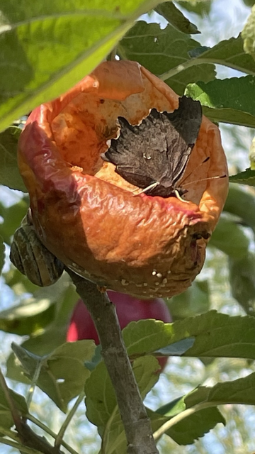 Ein im Baum hängender Apfel ist fast bis zur Hälfte von hauptsächlich Insekten weggefressen. An der Fraßstelle sitzt ein C-Falter mit zusammengeklappten Flügeln. Gegenüber am Apfel sitzt eine Gehäuse-Schnecke.