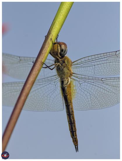 A dragonfly photographed on a green branch. You can see focus on its legs and the intricate patterns of its wings