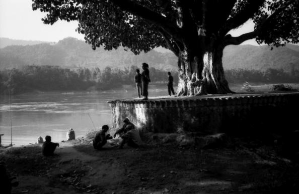 Arbre sacré au Laos