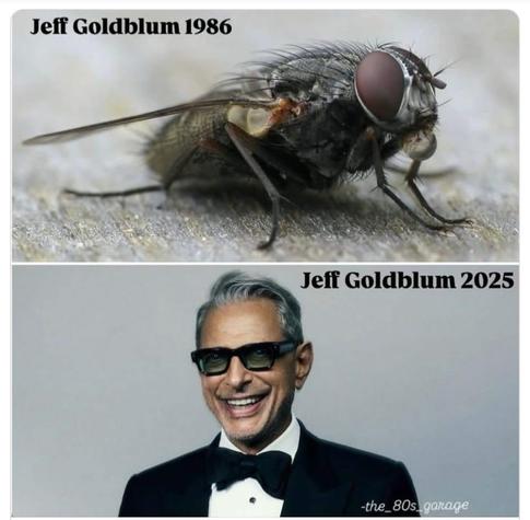 above a close-up of a fly... Jeff Goldblum 1986 (cfr the Cronenberg film)
beneath of photo of Jeff Goldblum the actor in 2025.