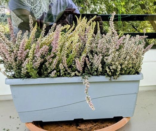 Ein hellgrauer, rechteckiger Blumenkasten ist üppig mit blühendem Heidekraut (Calluna vulgaris) in zarten Rosa-, Weiß- und hellgrünen Tönen bepflanzt. Ein einzelner blühender Zweig hängt malerisch über den vorderen Rand des Kastens. Im Hintergrund ist die unscharfe Spiegelung einer Person und grünes Laub zu erkennen.