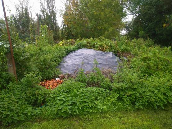 Huge green heap of nasty weed stuff.