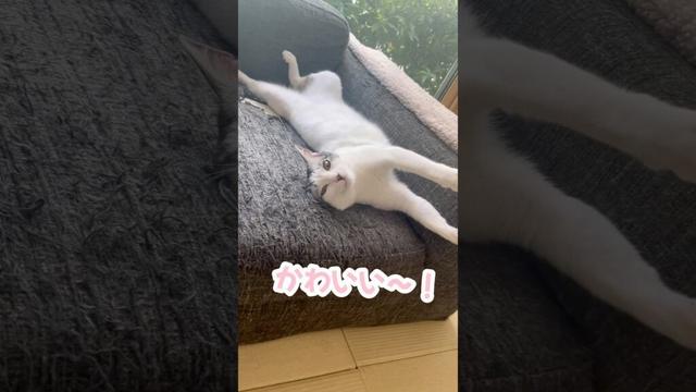 ハスキーに育てられた結果こうなりました… #シベリアンハスキー #ハスキー #猫