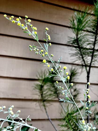 A long, slender gray-green stem full of tiny bright lemon yellow button-shaped wormwood blossoms also sports a few small gray-green leaves. The stem angles upward from the lower right corner of the photo to the upper left. Behind it are the branches of a stone pine tree and the tan painted wood siding of a house.