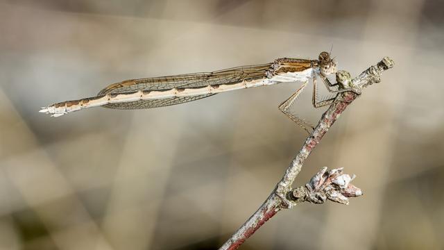 Bruine winterjuffer - Sympecma fusca