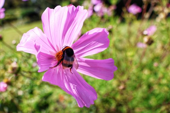 A vibrant close-up photograph captures a fluffy bumblebee perched on the bright orange-yellow centre of a delicate pink cosmos flower. The bee, with its distinctive black and orange-brown striped body, is facing slightly to the left, its legs visible on the petals. The cosmos flower has several broad, slightly crinkled pink petals, illuminated by natural light. The background is softly blurred, showing hints of other pink flowers and lush green foliage under a sunny sky.