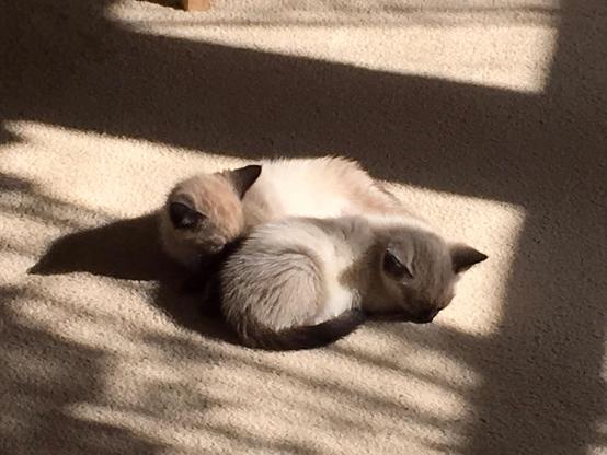 Lazy Caturdaay morning, remember to get out and lie in a sunny spot, maybe take a nap. #caturday #kitten #sunny #nap #napping #cute #beautiful
