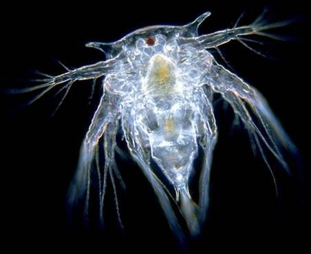 image/jpeg a darkfield microscope image of a translucent wedge shaped crustacean zooplankton with 4 sets of spiny legs, a dark red eye spot and two distinctive pointed horn spines at the head. CC BY-SA 4.0.