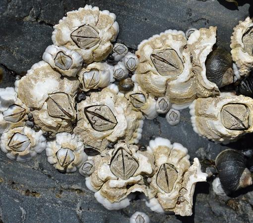 image/jpeg a group of cream coloured barnacles are attached to grey rocks. They are closed tight. Northern Acorn Barnacles, Ryan Hodnett CC BY-SA 4.0.