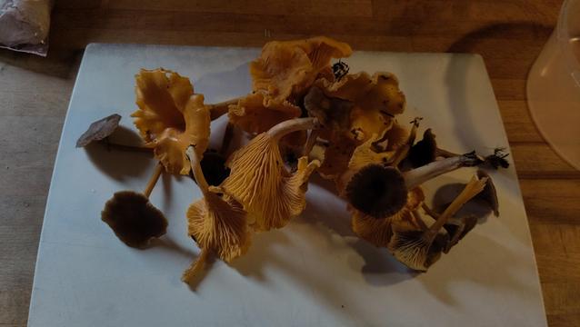 White cutting board with a collection of two types of edible swamps: the bright yellow chantarelle and the brown-hooded, yellow-stemmed funnel chantarelle.