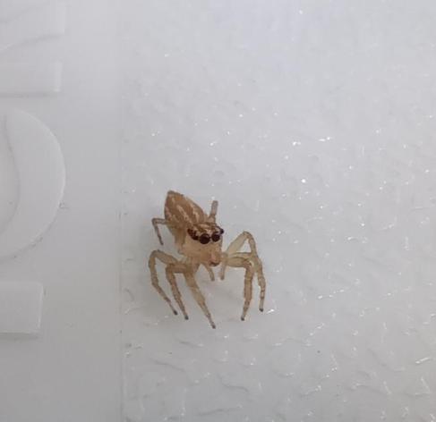 Spinne auf weißem Hintergrund.