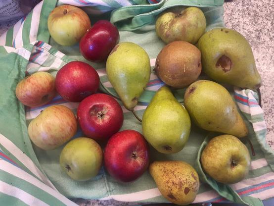 Diverse Birnen und Äpfel (insgesamt 16 Stück) verschiedener Sorten liegen auf einem Stück Stoff.