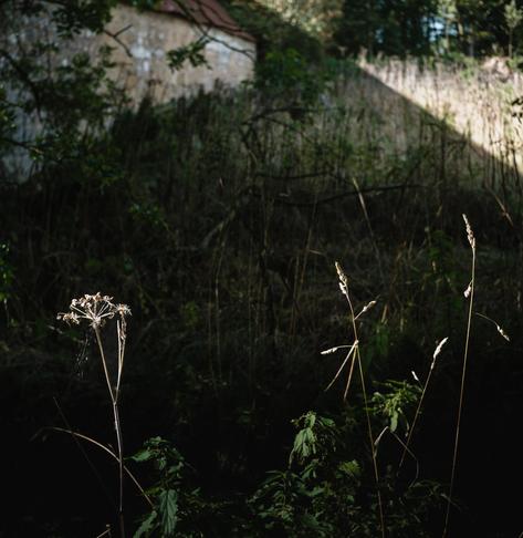 Sunlight highlights dry grass and hogweed stalks in the foreground, with a shadowed overgrown area and a weathered stone wall in the background.