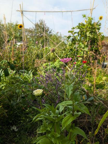 Eine hellgelbe und eine rose Zinnie vor dunklem Strauchbasilikum im Gemüsegarten.