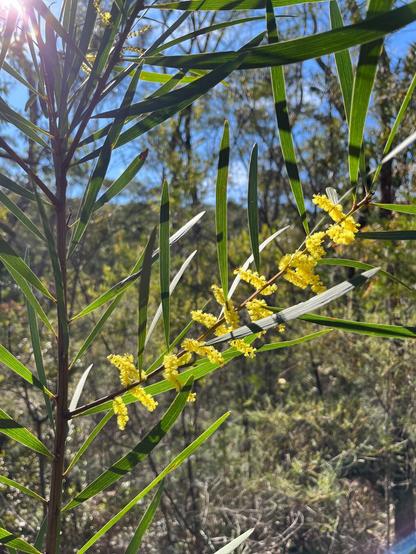 Long green leaves and yellow, fluffy flowers of the Wattle tree, set against a background of blurred trees and a bright blue sky with sunlight filtering through the foliage.