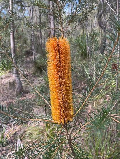 Yellow-orange cylindrical Banksia flower with spiky, looping structures on a plant with slender, needle-like green leaves. Background includes blurred greenery and tree trunks in a natural setting.