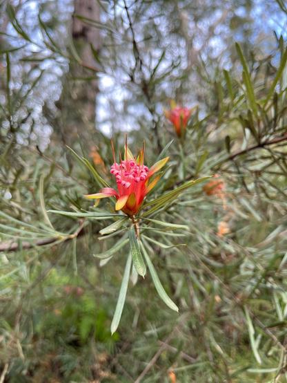 Red and pink of the Mountain Devil flower with pointed petals and long, narrow green leaves, surrounded by blurred foliage. Background consists of out-of-focus trees and dappled light, creating a soft, natural scene.