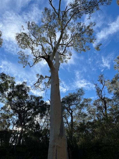 Tall eucalyptus tree with a smooth, pale trunk extending upwards against a bright blue sky. Sparse leaves and slender branches spread out at the top. Surrounding trees in the background have denser foliage and create a silhouette effect, with sunlight streaming through.