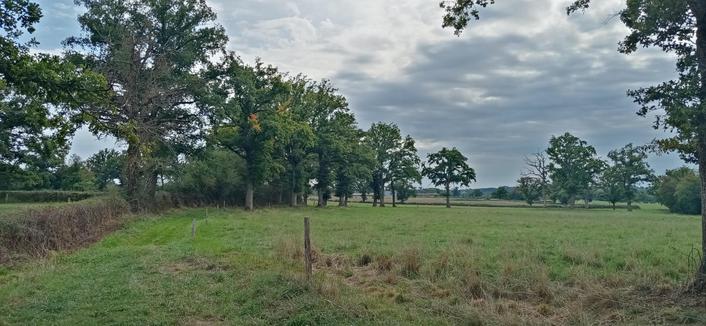 Le chemin au bord des arbres et d'un pré