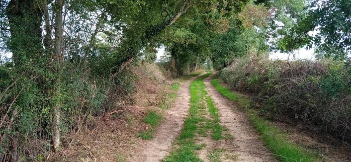 Chemin de terre ombragé
