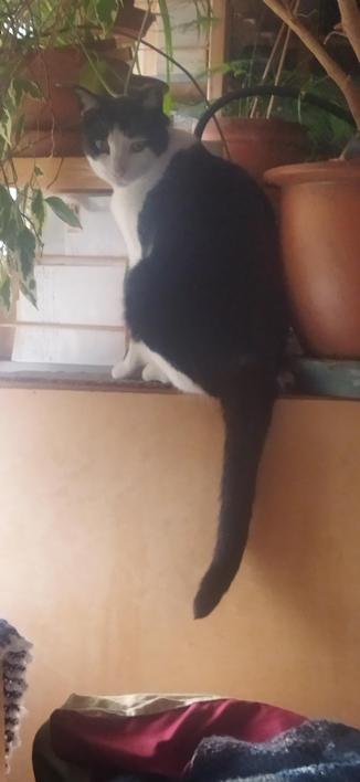 The black and white cat Roy on a ledge overlooking our bed. He is looking at me, and is surrounded by green plants in terracotta plant pot.