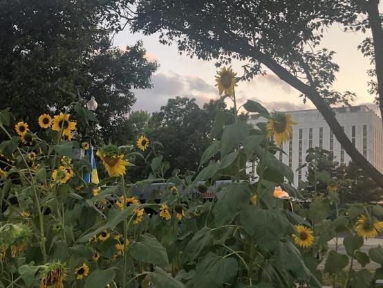 Sunflowers at sunset with a bit of the Russian embassy in the background. A Metrobus seems to be hiding behind the leaves.