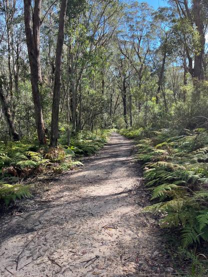 Blue Gum Swamp, Winmalee Australia Dirt path through a forest with tall trees and dense green foliage. Ferns and bushes line the pathway, casting shadows on the ground. Sunlight filters through the tree canopy, creating dappled light patterns on the trail. Blue sky visible through the tree branches.