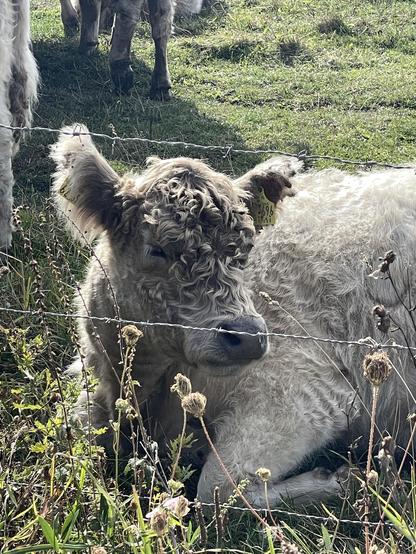 Ein helles Galloway-Kalb mit lockigem Fell ruht auf der Wiese, im Hintergrund sind einige Kühe zu sehen, im Vordergrund ein Stacheldrahtzaun. Die Szene ist von grünem Gras und Wildblumen geprägt.