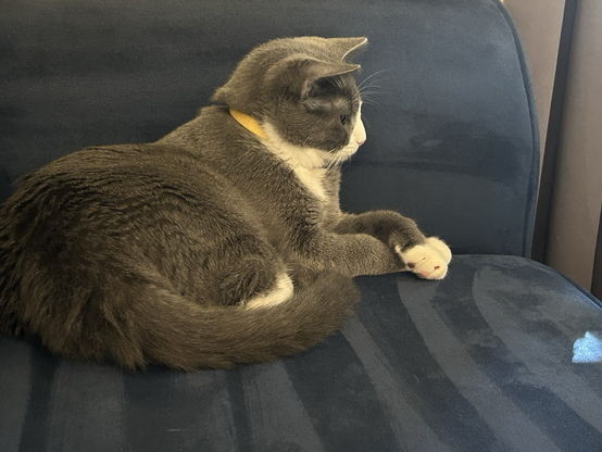 Josie, grey and white tux up against a dark blue sofa arm front  paws crossed