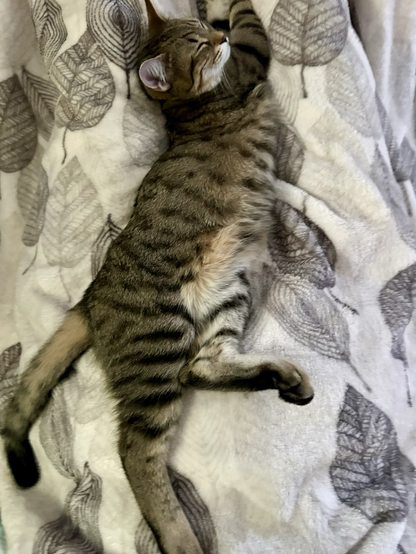 Ripley, tabby ,  lying on a fuzzy white fluzzy blanket with grey brown design. Asleep all starched out, tail limp front legs stretched up.