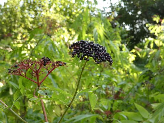 Holler, also Fleeder, mang gräune Planten in Achtergrun’. De Fleeder is schwatt-rod, also de Beern. In Nahupnahm. Twee grote Köpp. Links is kaum wat an Beern noch an. De Struuk is rodklüürig.