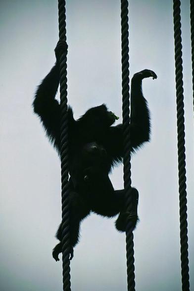 A photograph of a siamang, a type of gibbon, swinging and hanging from thick ropes. The siamang is in a dark silhouette against a light sky, with a tuft of green leaves visible near its mouth. The ropes are vertical, framing the animal as it climbs.