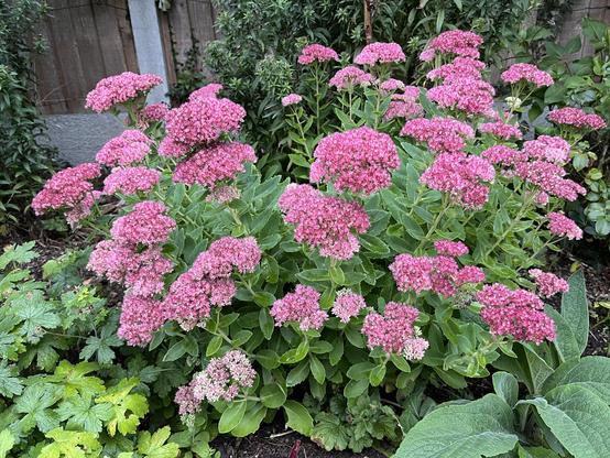 A mass of bright pink sedum flowers