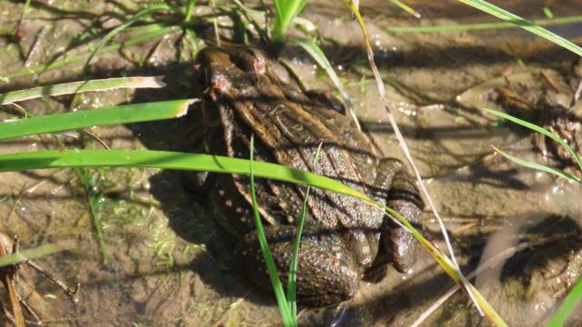 Frosch...