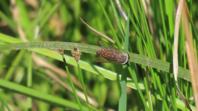 Nacktschnecke