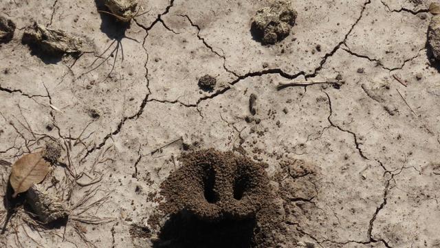Sieht aus wie ein kleiner Schweinerüssel.😀