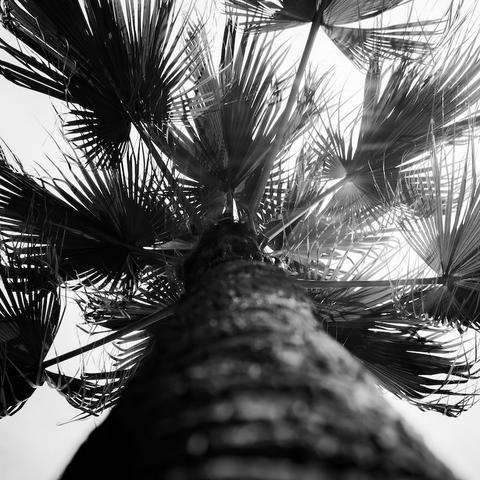 Eine Palme die von unten am Stamm nach oben zu den Blättern fotografiert wurde. Das Foto ist quadratisch und in Schwarzweiß.