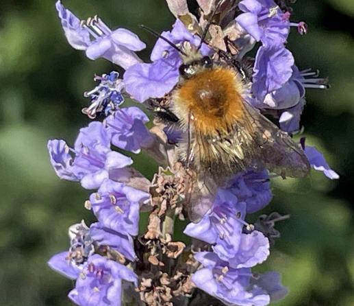 Eine Ackerhummel.