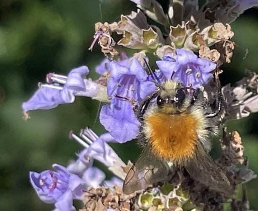 Eine Ackerhummel.