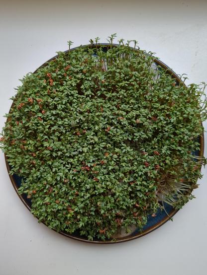 Kressesamen auf Teller, sieht von oben aus wie ein Wald