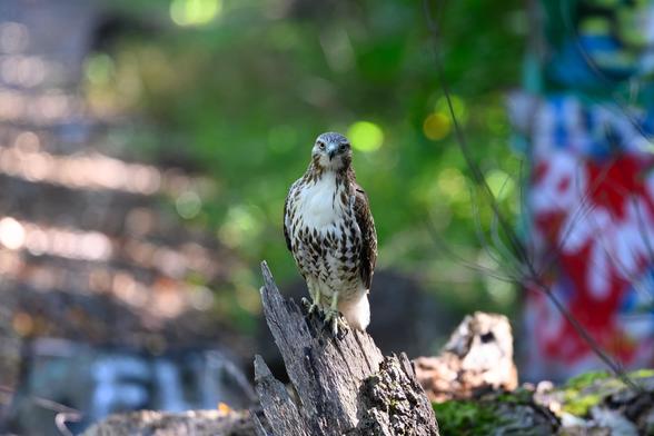 A large bird of prey is perched on the jagged tip of a broken tree trunk in the forest. It faces directly toward the camera, with sharp yellow eyes locked in a piercing stare. Its chest is white with bold brown streaks, while its wings and back are darker brown. The sunlight highlights its feathers, giving them a glossy sheen. The background is a blur of green foliage, with dappled light filtering through, and some colorful graffiti faintly visible on a wall or surface to the right. The overall mood is striking—calm but intense, as the bird stands alert and regal in its woodland setting.