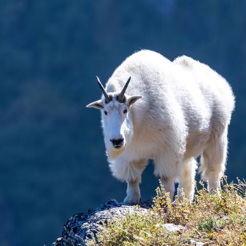 A mountain goat stands on a rocky cliffside, facing the camera. Its fur is white and fluffy. It has pointy ears, pointy horns, and a long face.