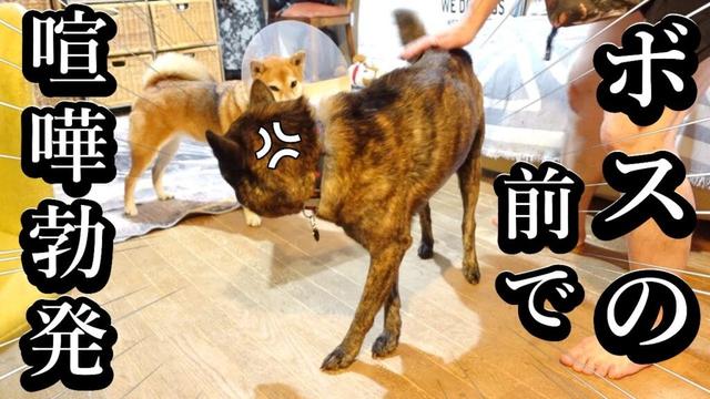ボスの目の前で喧嘩勃発！やむなく隔離するとお互いを求めて切なく鳴く柴犬と甲斐犬　#柴犬 #甲斐犬 　 #甲斐犬 #柴犬　#dog