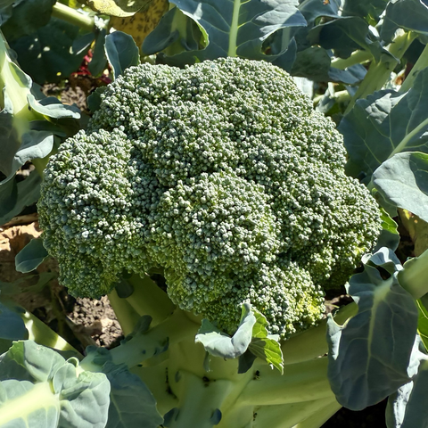 About-to-be-harvested broccoli